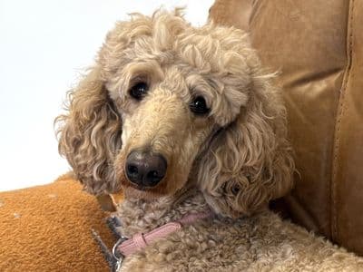 Honey — Standard Poodle