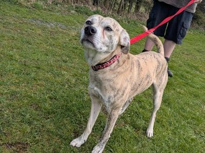 Max — Staffordshire Bull Terrier Cross