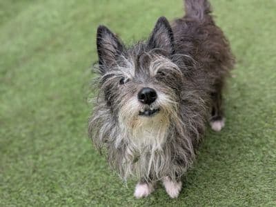 Betsie — Cairn Terrier Cross