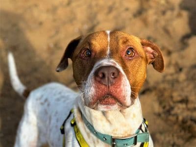 Dinky — Mixed Breed