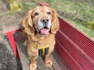 Bailey — Cocker Spaniel Cross