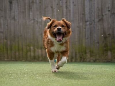Nancy — Border Collie Cross