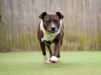 Maureen — Staffordshire Bull Terrier Cross
