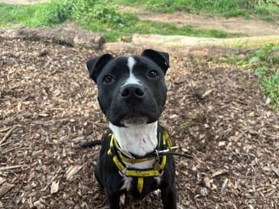 Bingley — Staffordshire Bull Terrier