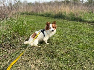 Popcorn — Chihuahua