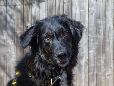 Georgia — German Shepherd Cross