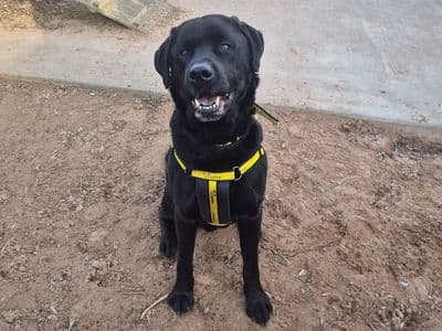 Frankie — Labrador Retriever Cross