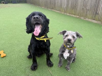 Django & Lola — Cocker Spaniel