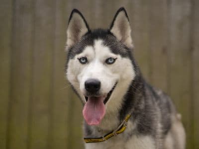 Pandora — Siberian Husky