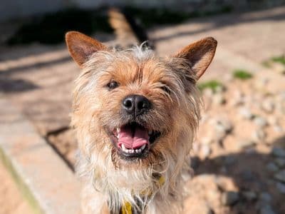 Nigel — Yorkshire Terrier Cross