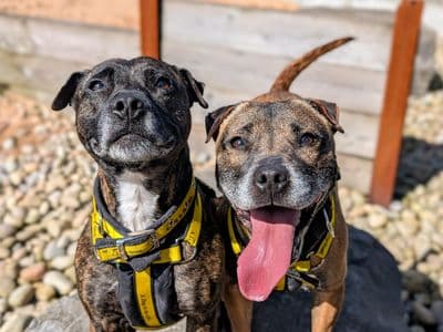 Cassie & Fluke — Staffordshire Bull Terrier