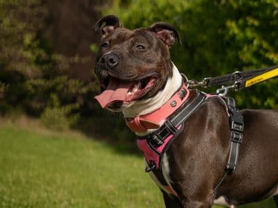 Myla — Staffordshire Bull Terrier