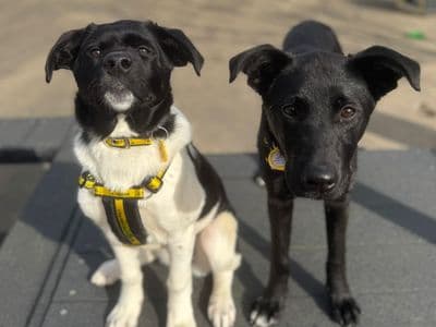 Lady — Labrador Retriever Cross