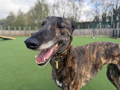 Pickle — Greyhound