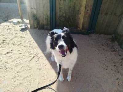 Dottie — Welsh Collie