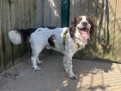 Moby — Springer Spaniel