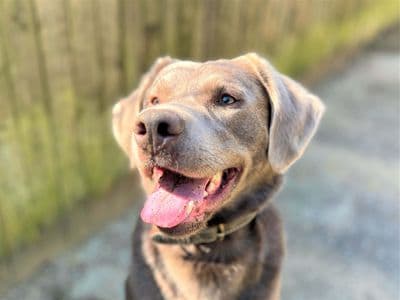 Henry — Labrador Retriever