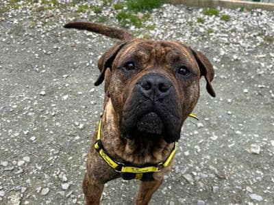 Kong — Mastiff Cross