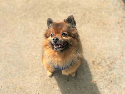Teddy — Pomeranian