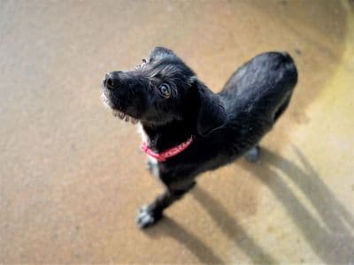 Benji — Australian Kelpie Cross