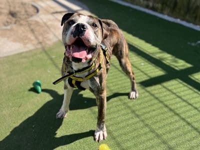 Forest — American Bulldog Cross