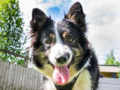 Barbie — Border Collie