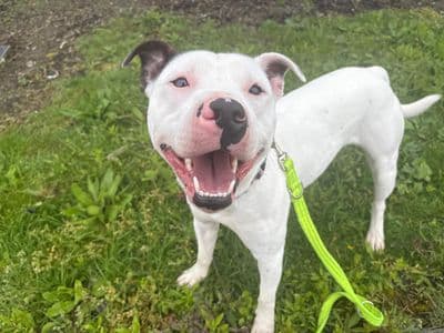 Snoopy — Staffordshire Bull Terrier