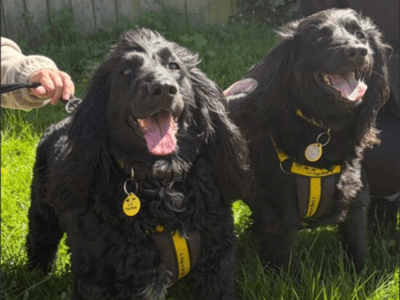 Gunner — Cocker Spaniel Cross