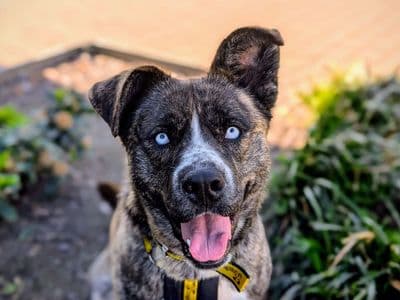 Maya — Siberian Husky Cross