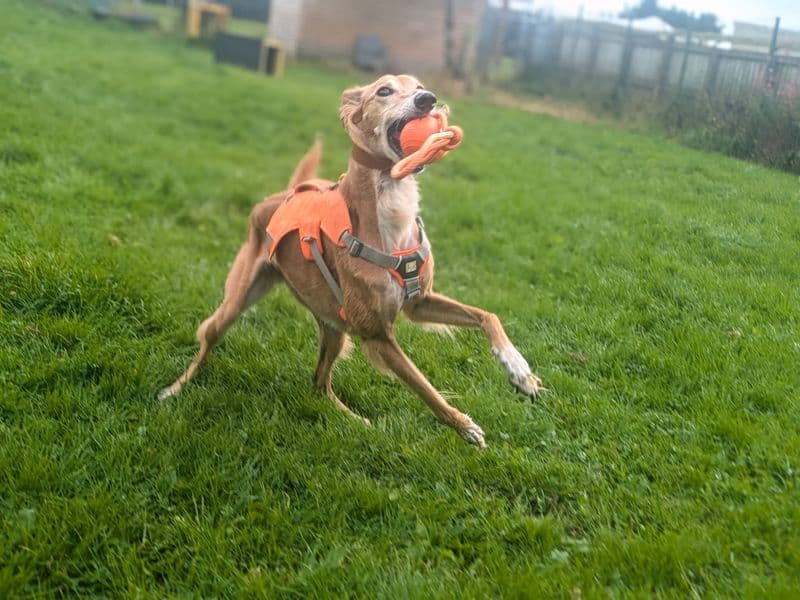 Lizzie Longlegs photo 2