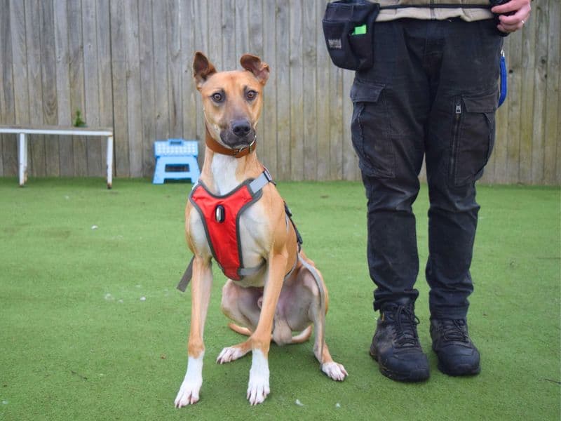 Charlie Harley photo 4