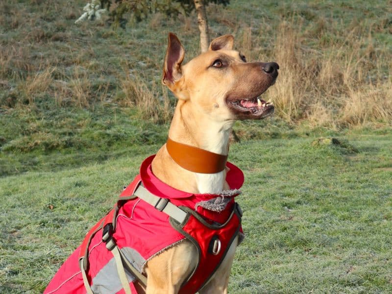 Charlie Harley photo 3