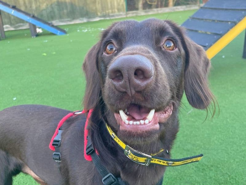 Andy Pandy Pudding and Pie photo 4