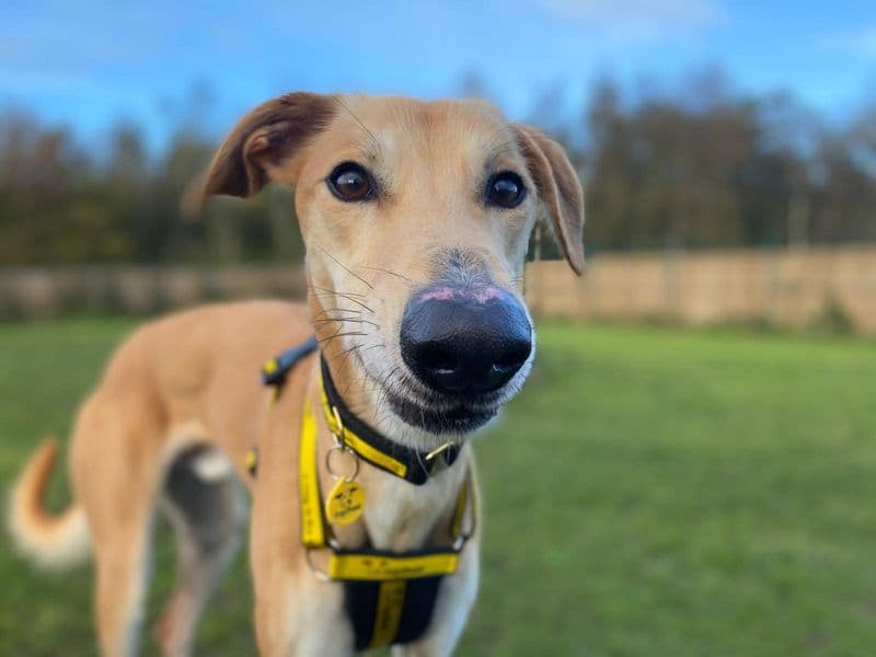 Lucas Longlegs photo 2