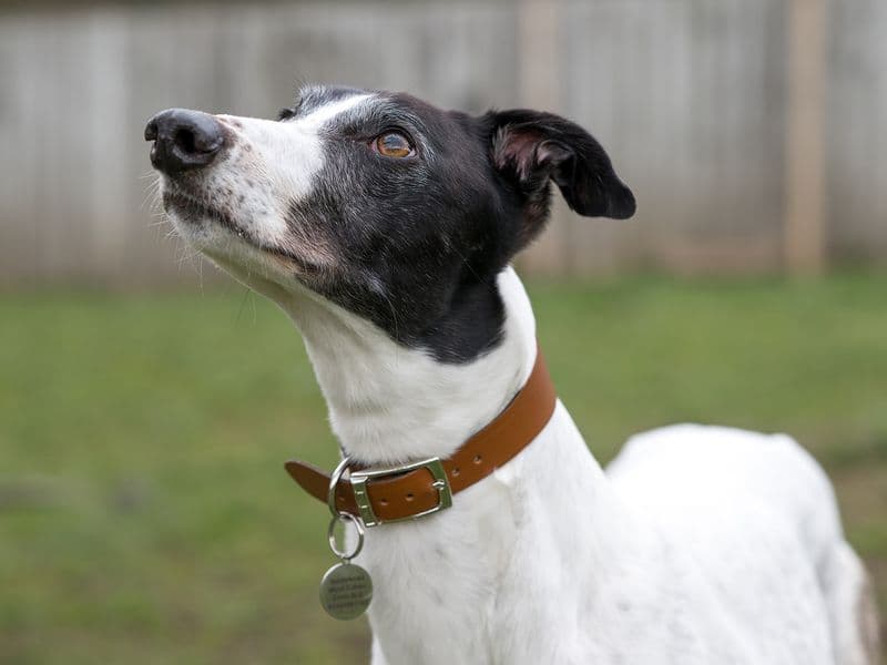 Laurel Longlegs photo 2