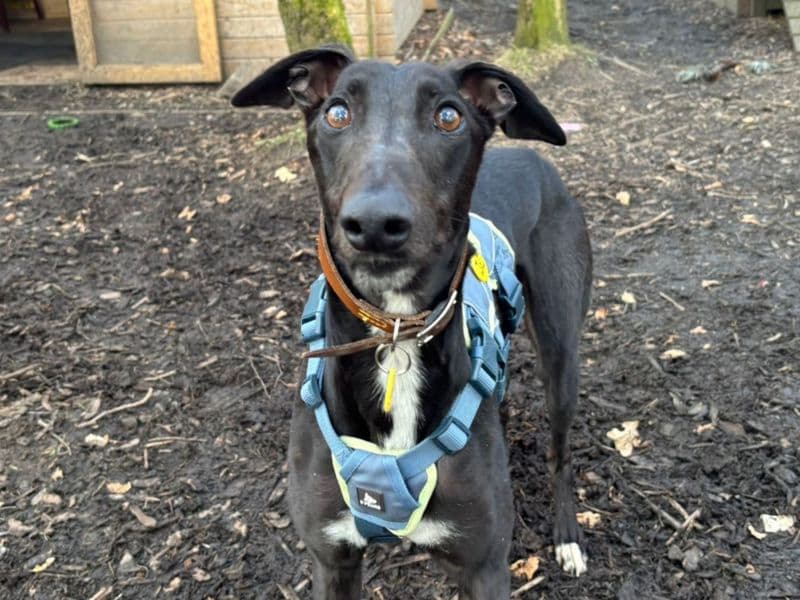 Layton Longlegs photo 3