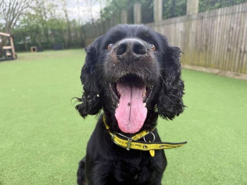 Django & Lola photo 3