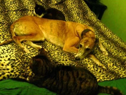 Princess Chelsea in her new palace — Unknown