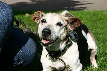 Midge, Bath Cats & Dogs Home — Unknown