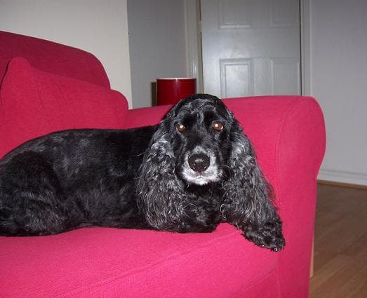 Holly Chatter! — Unknown