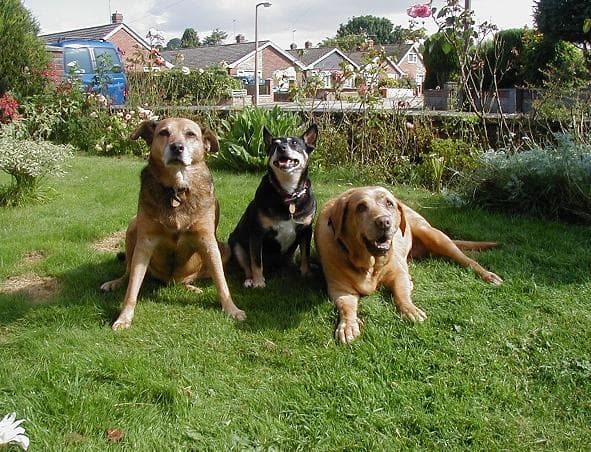 Isabelle with her new friends — Unknown
