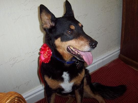 Lady Tara is a winner! — Unknown