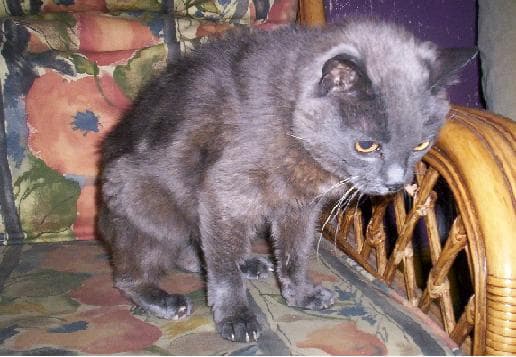 Bluebell — Unknown