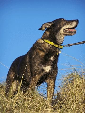 Dixie’s new life! — Unknown