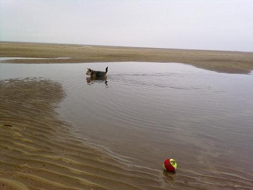 Toby Terrier — Unknown