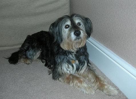 Super Scamp — Unknown