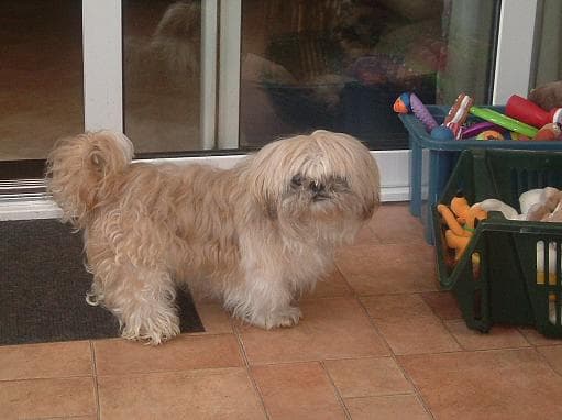 Benji and his toy collection — Unknown