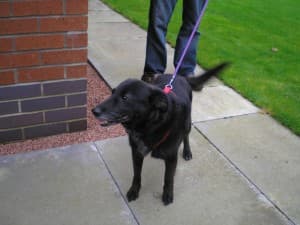 Serene Sally’s having a wonderful life — Unknown