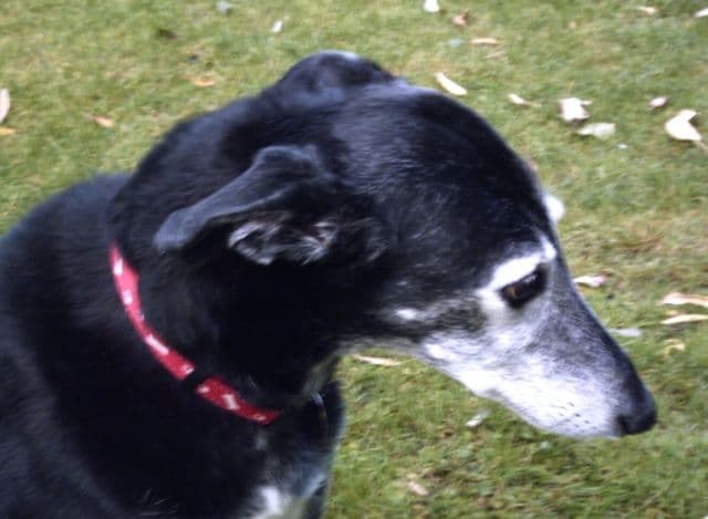 Sweet Sally stole their hearts — Unknown