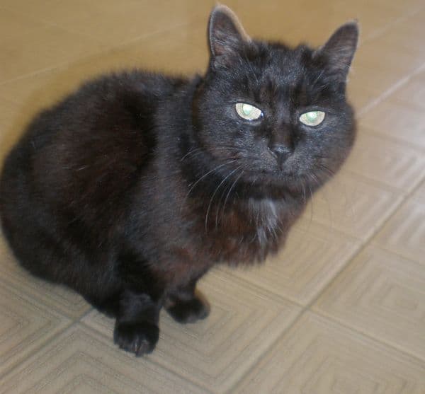 Jezzabel — Unknown